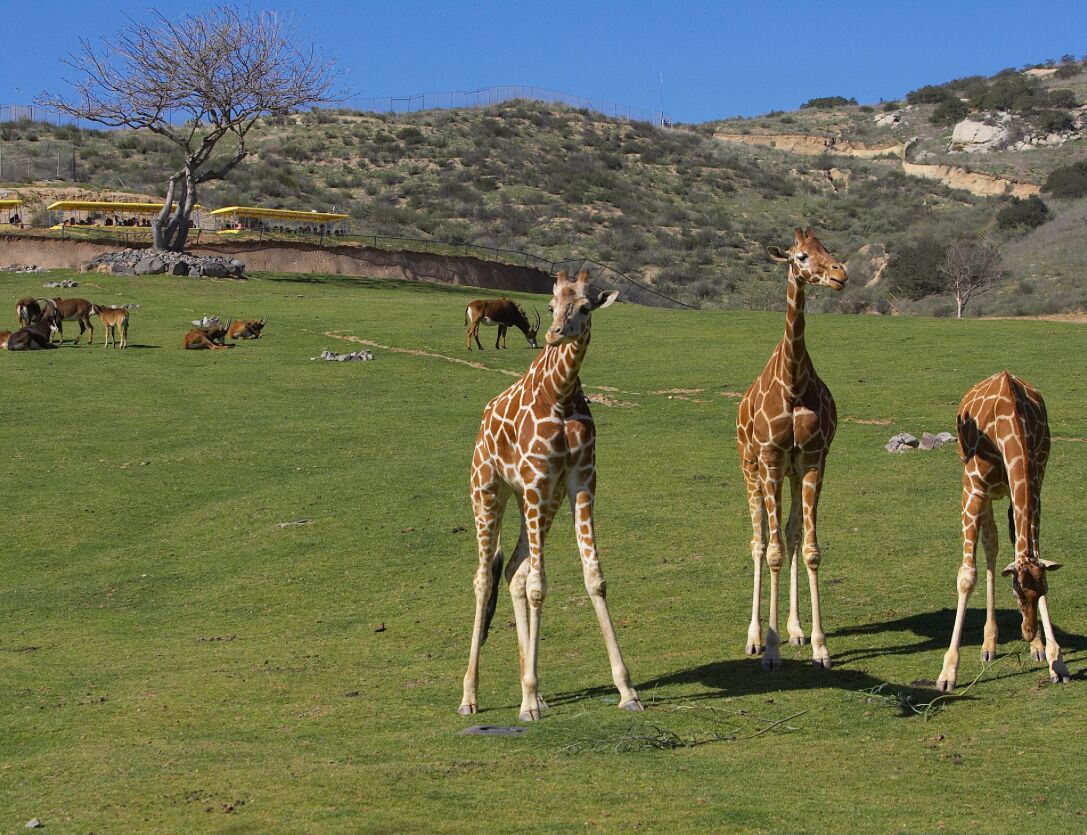 Picture of San Diego Zoo Safari Park
