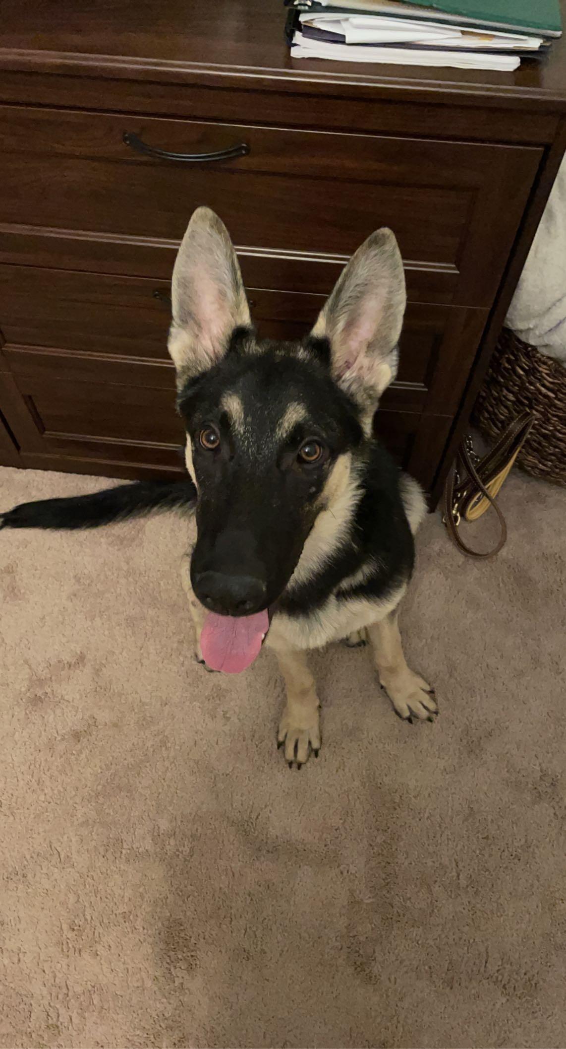Thor's first night with us!