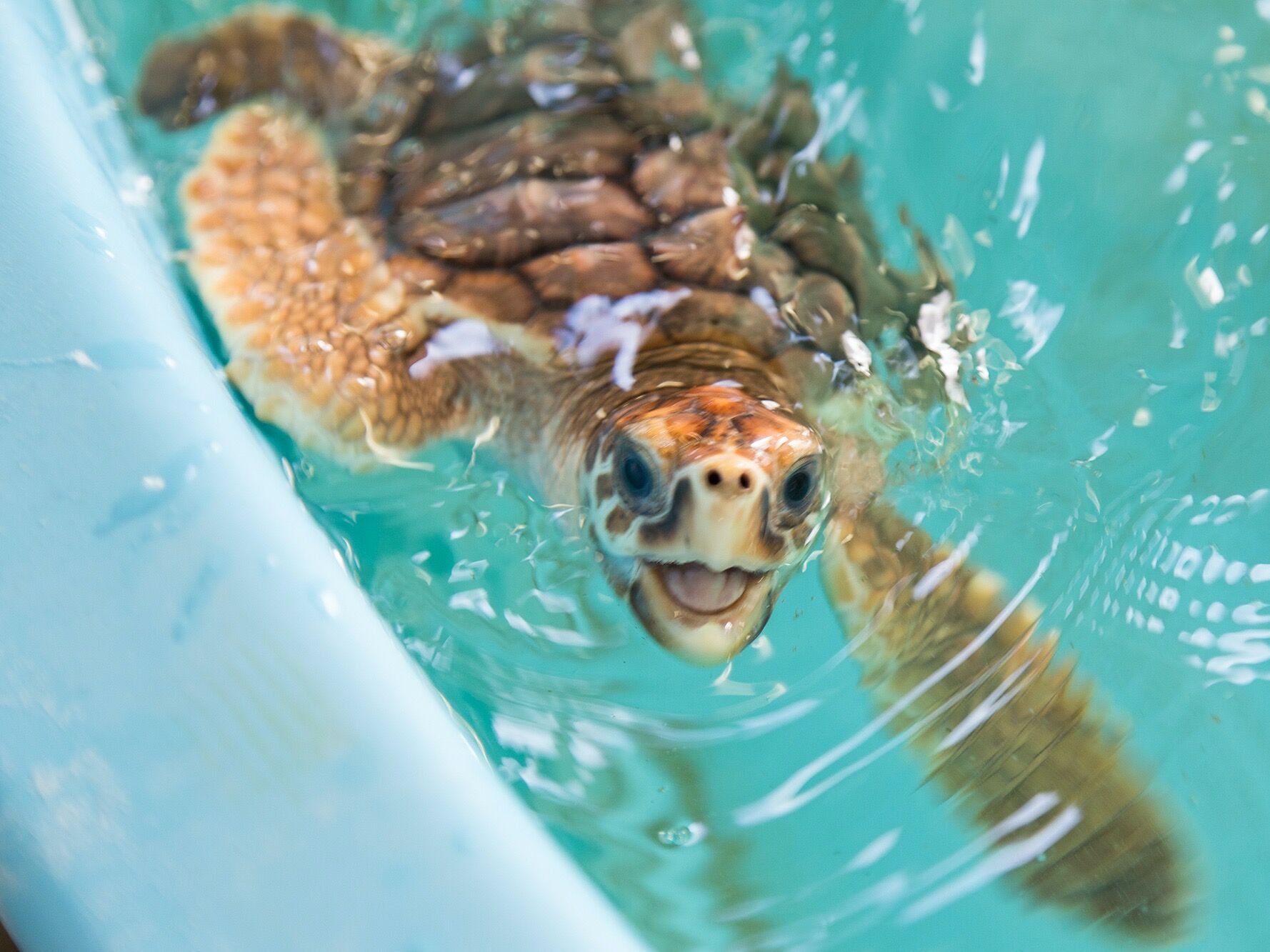 Picture of Georgia Sea Turtle Center
