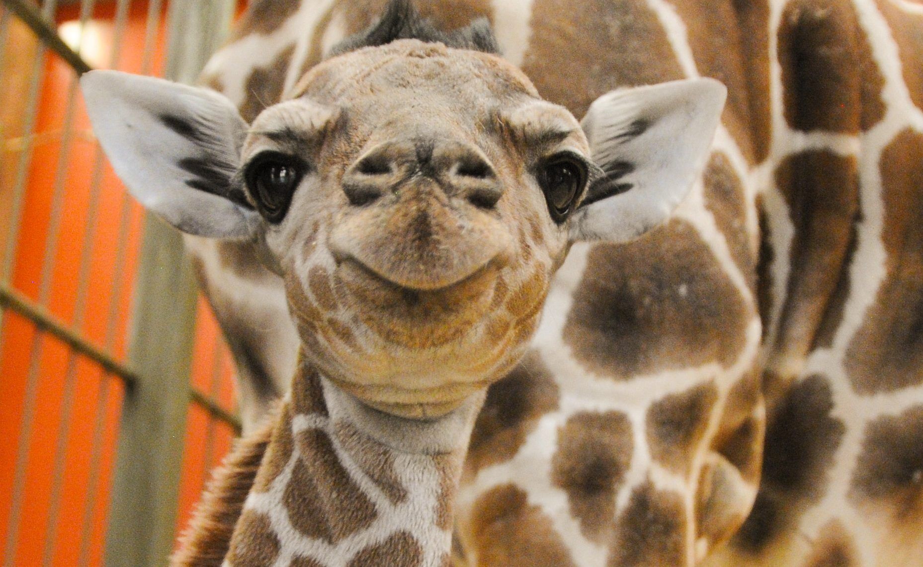 Picture of Denver Zoo