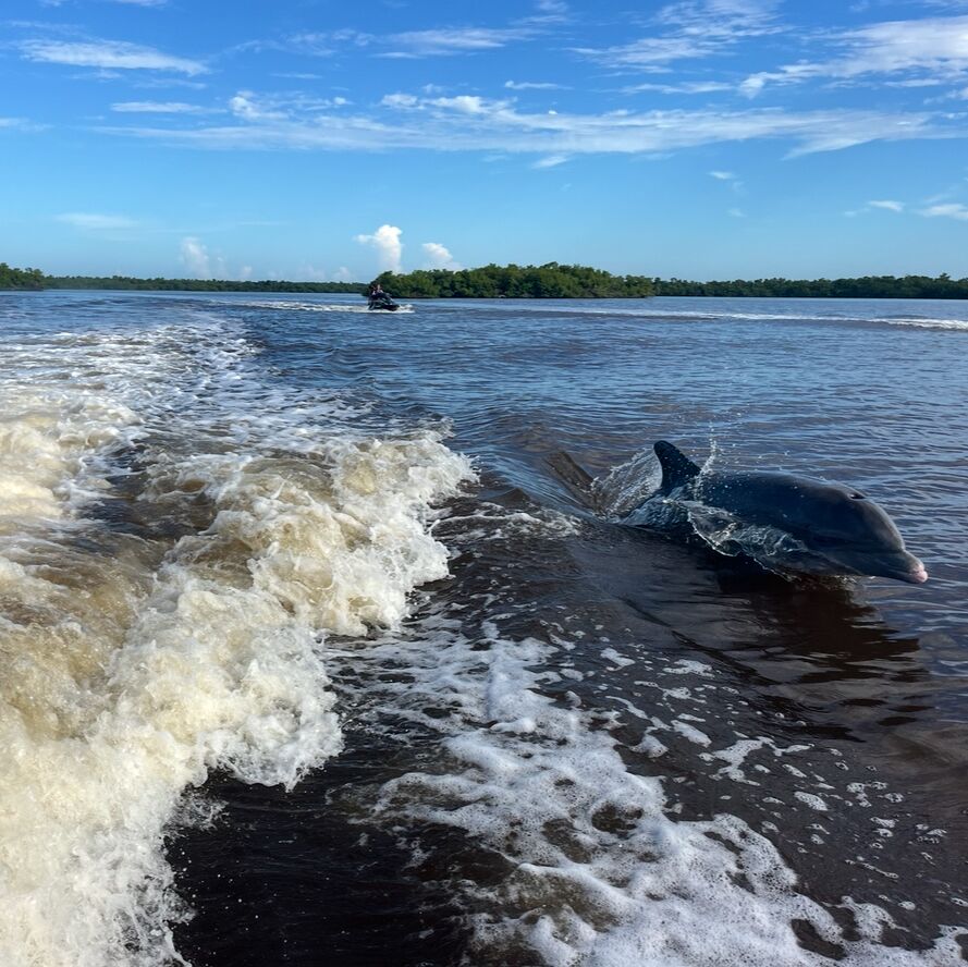 Picture of Avi's Watersports - Dolphin Jet Ski Tours