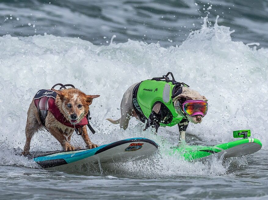 Picture of Dog Beach Ocean Beach