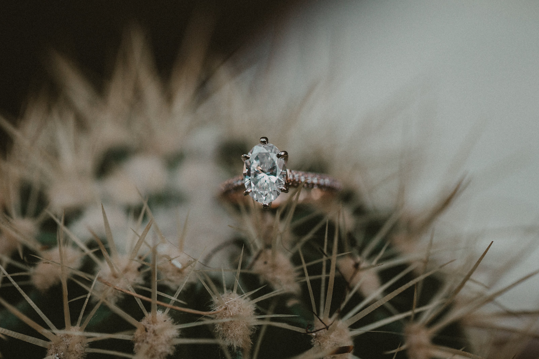 Picture of The Proposal