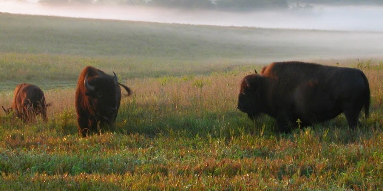 Picture of Neal Smith Wildlife Refuge 
