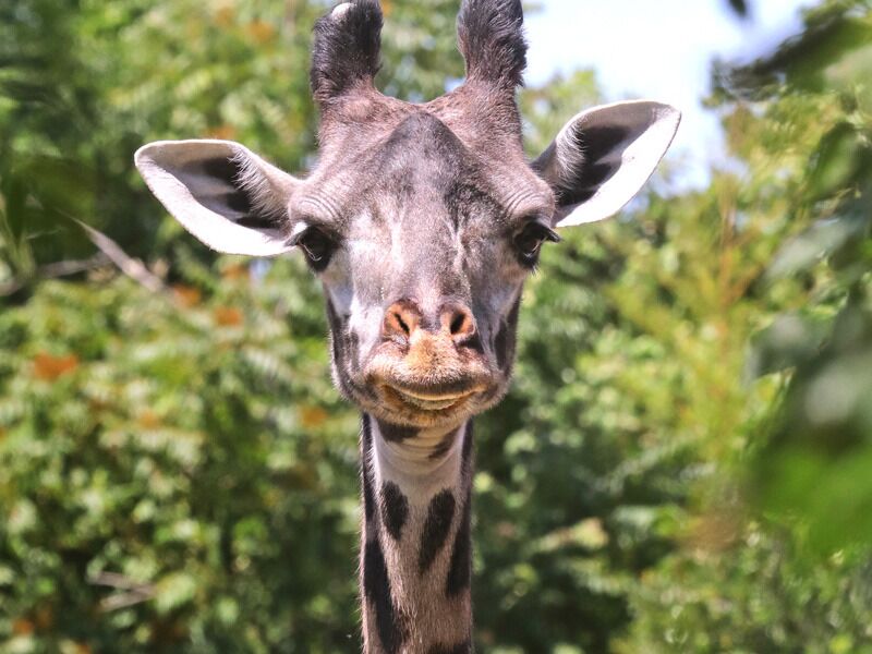 Picture of Cameron Park Zoo