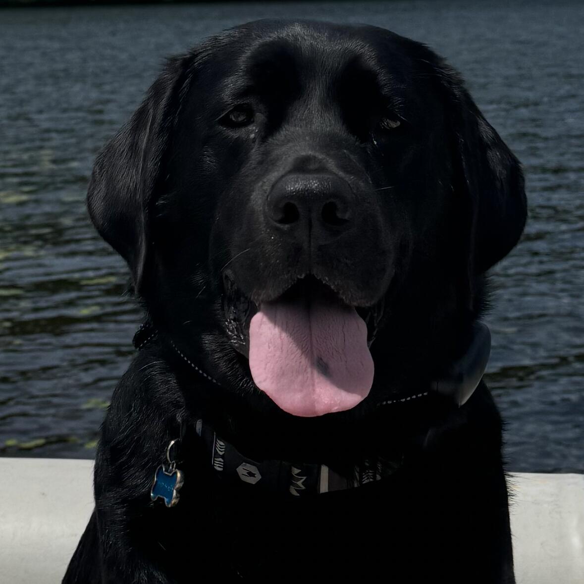 Moose