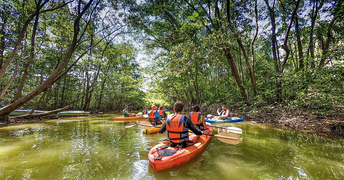 Picture of Damas Island Mangrove Tour