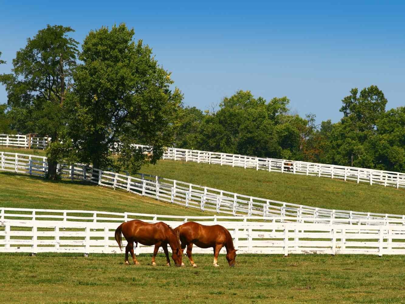 Picture of Kentucky Horse Park