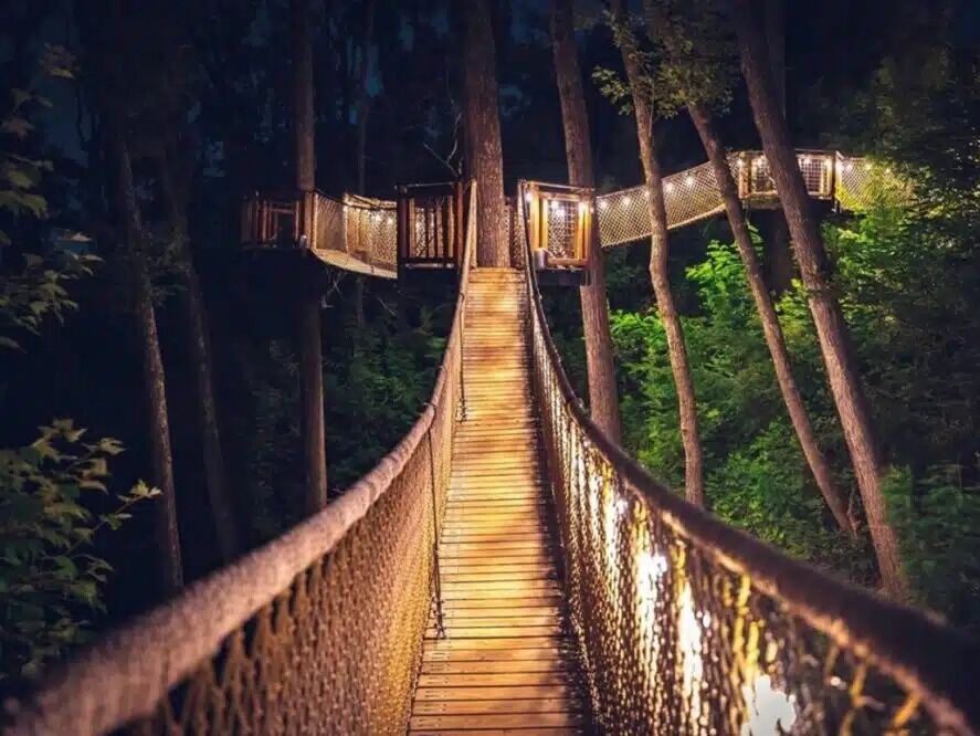 Picture of Treetop Skywalk at Anakeesta