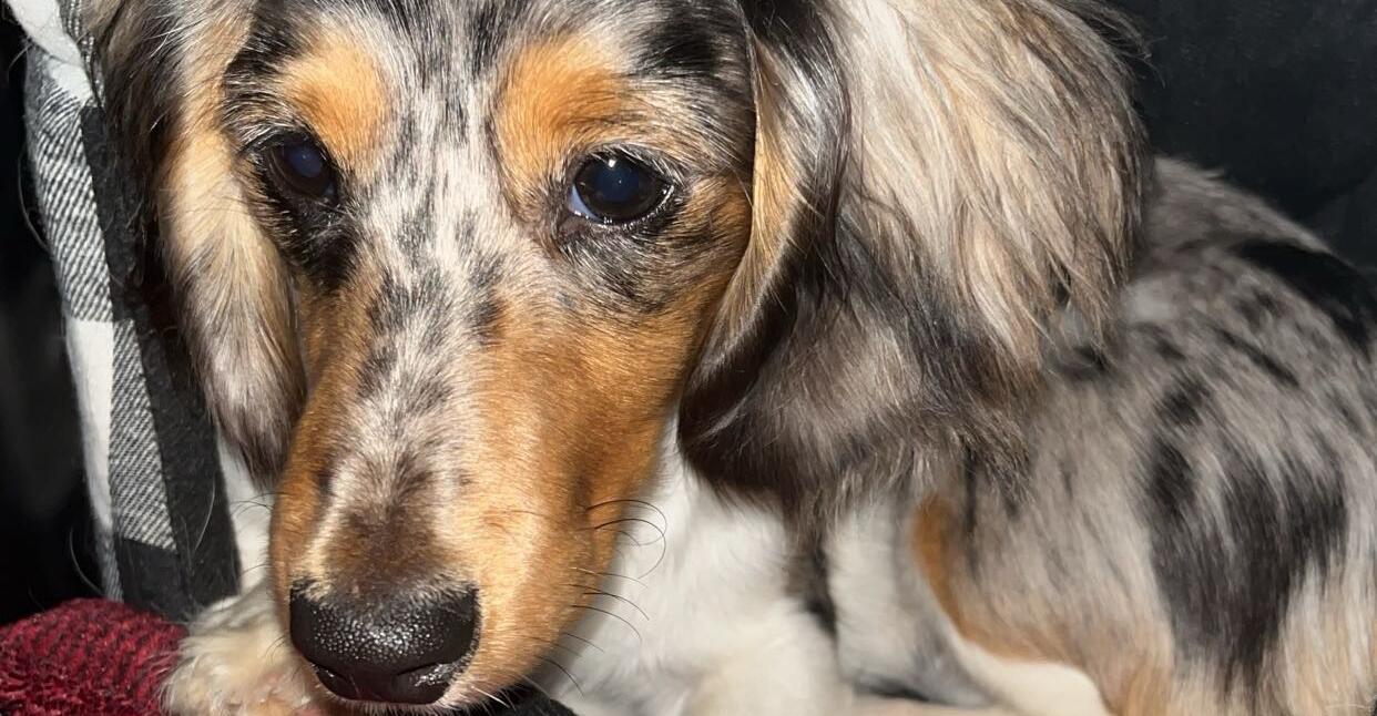 Picture of Daphne