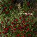 Luxurious, Romantic Display of Red Roses, Greenery and Candles