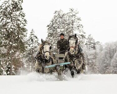 Picture of Horse-Drawn Rides