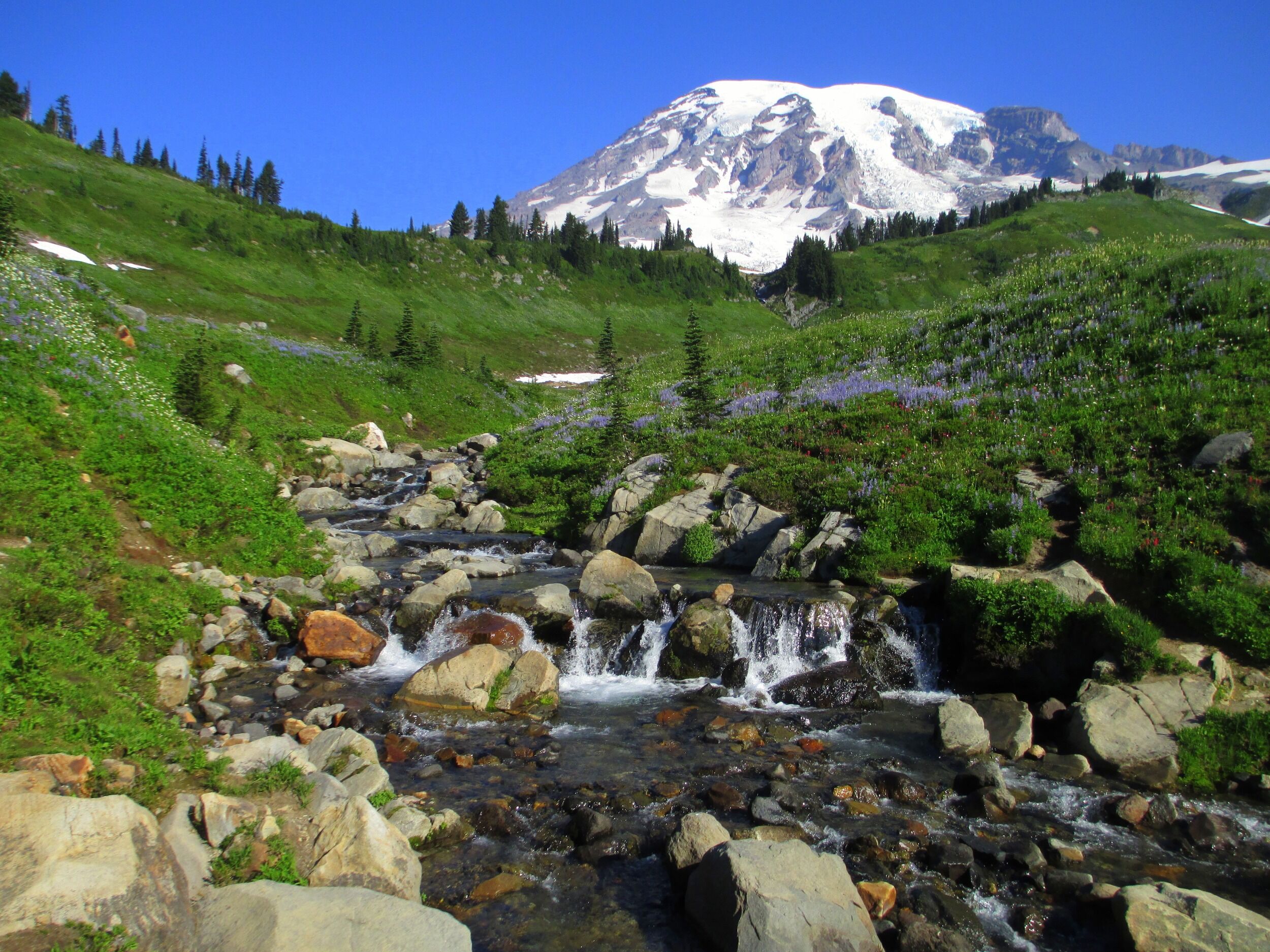 Picture of Mount Rainier National Park