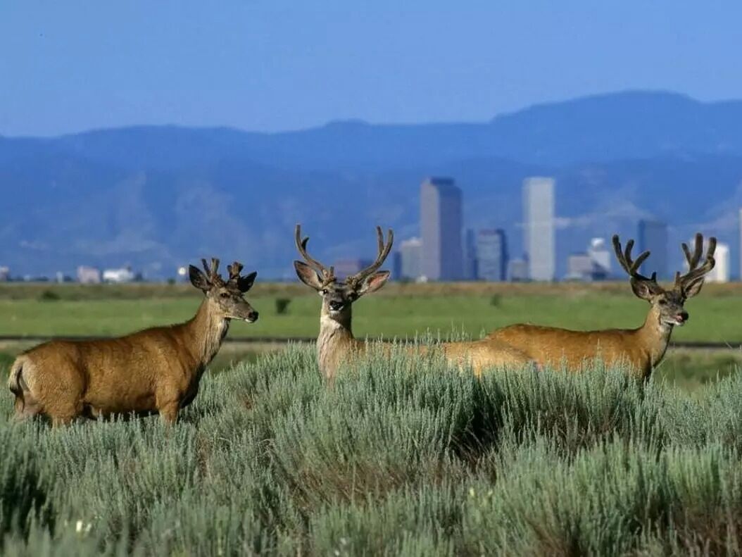 Picture of Rocky Mountain Arsenal National Wildlife Refuge