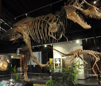 Picture of Houston Museum of Natural Science