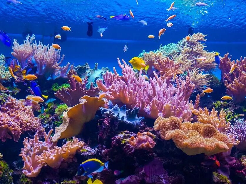 Picture of The Dallas World Aquarium