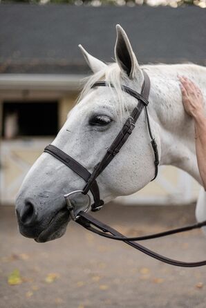 The Bride's White Horse, Fritz, on a Ranch