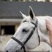 The Bride's White Horse, Fritz, on a Ranch