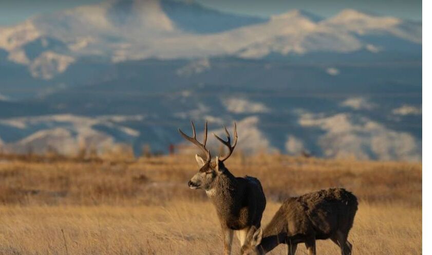 Picture of Denver Arsenal Wildlife Refuge