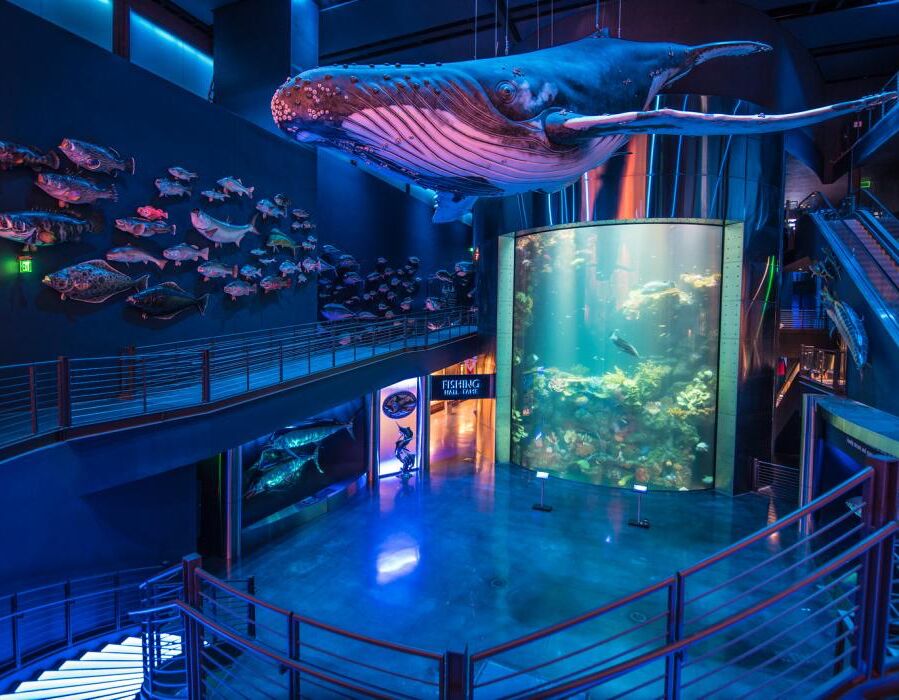 Picture of Wonders Of Wildlife National Museum & Aquarium