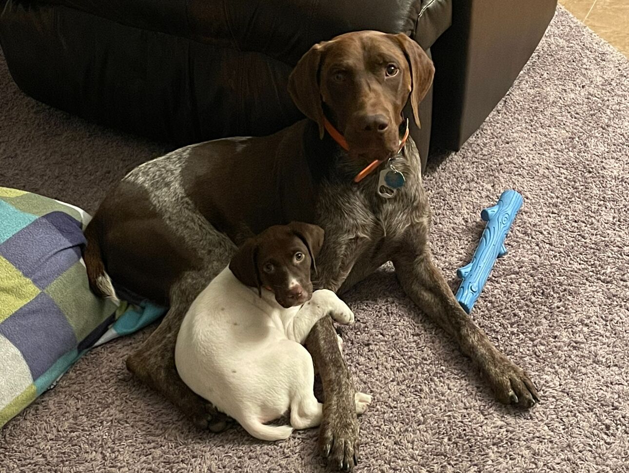 Picture of Our Babies!