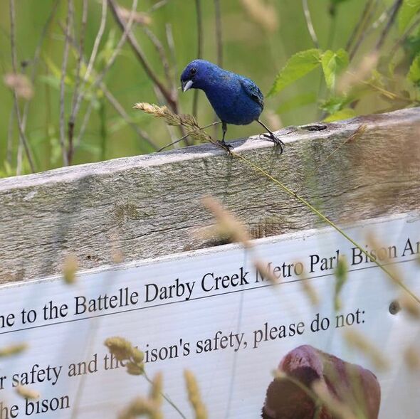 Picture of Battelle Darby Creek Metro Park