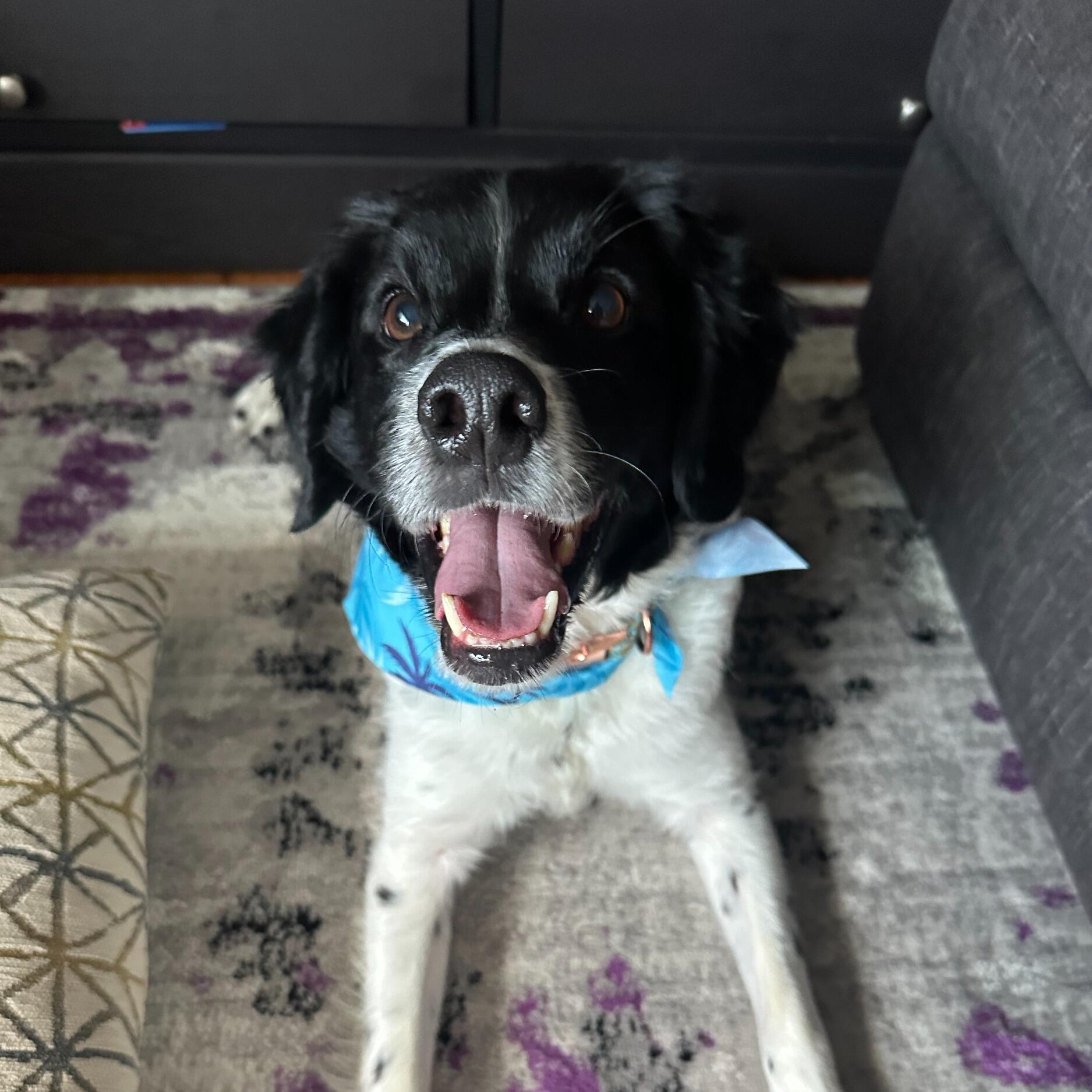 Colby Jack