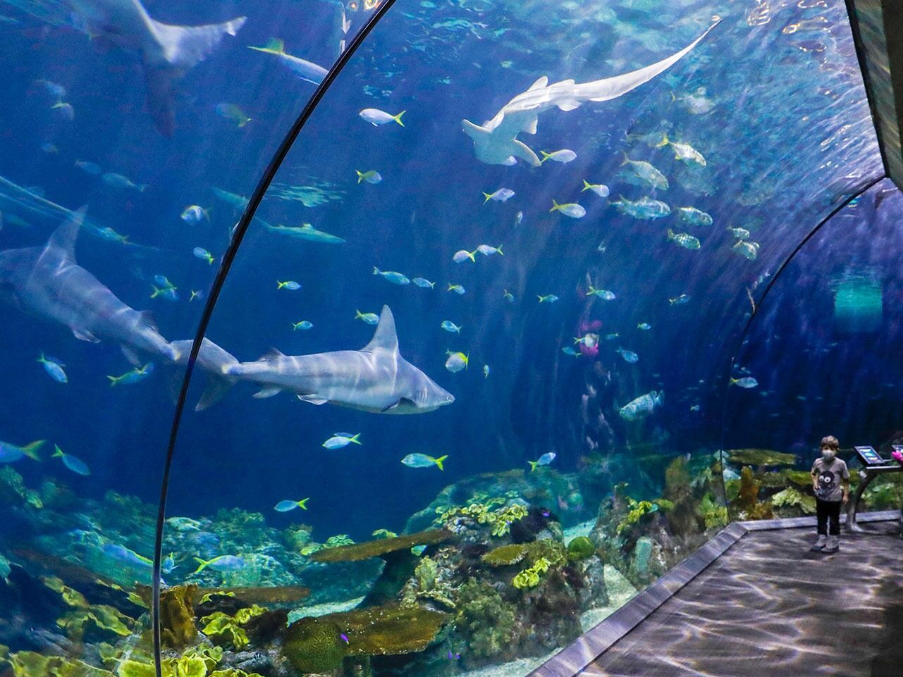 Picture of Shedd Aquarium