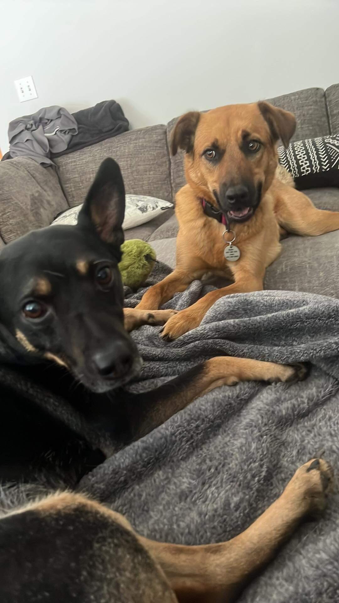 Kyle lets Penny on the couch for the first time.
