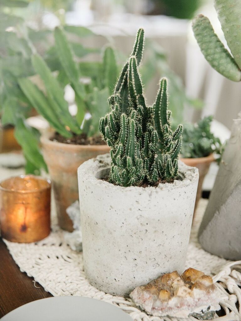 A lovely cactus centerpiece.