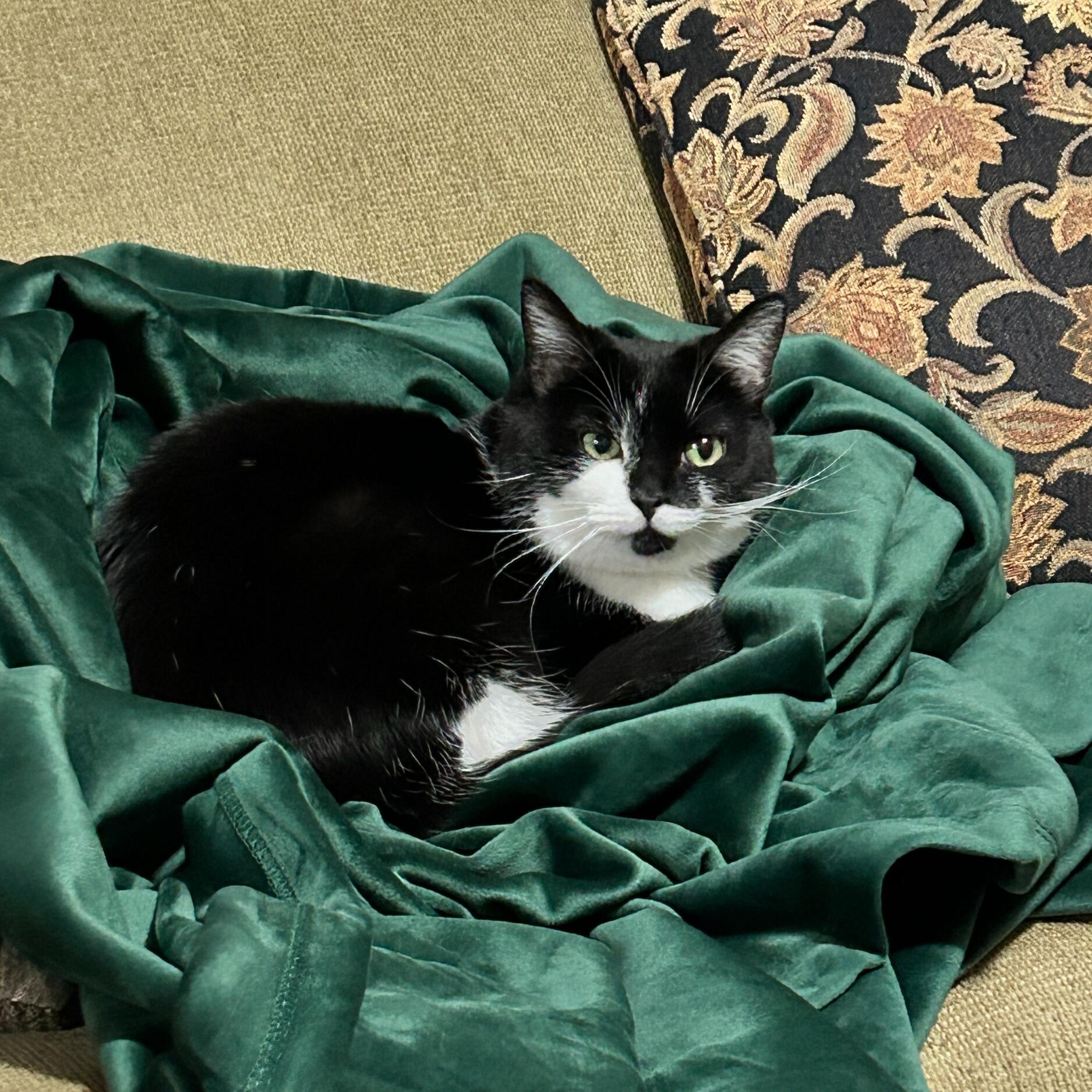 Picture of Cat!