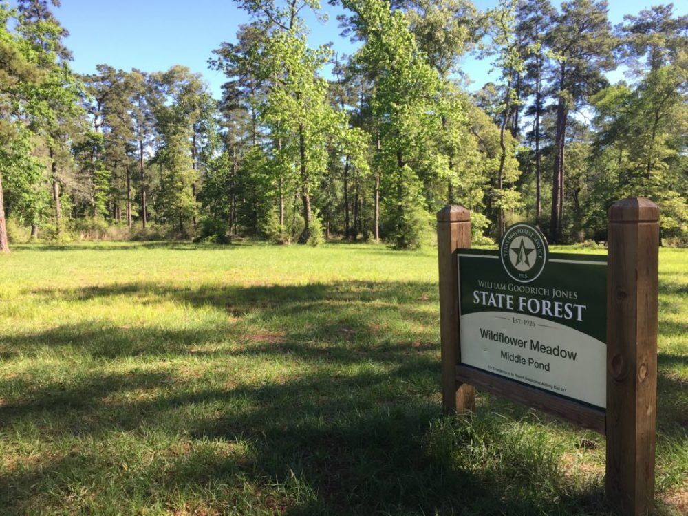 Picture of William Goodrich Jones State Forest