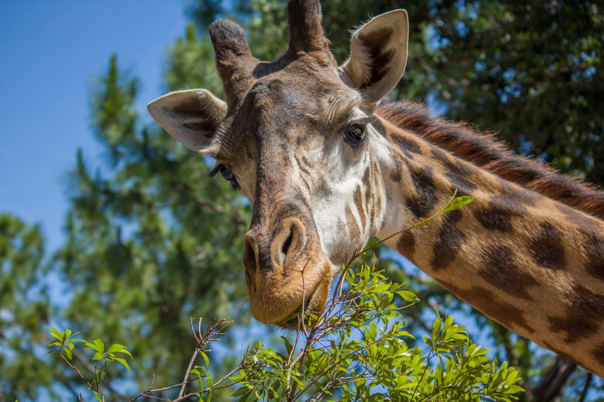 Picture of Brevard Zoo