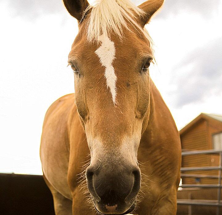 Picture of Sombrero Stables