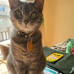 Rosie (Chunky)