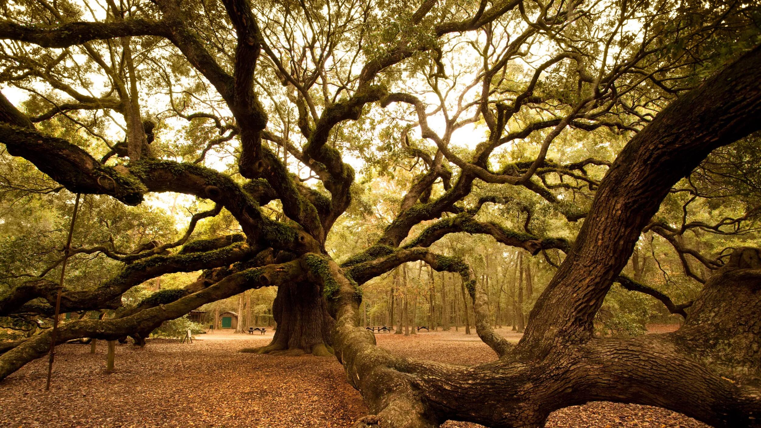 Picture of Angel Oak Tree