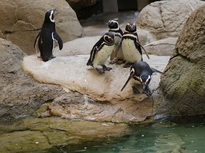 Picture of Potter Park Zoo