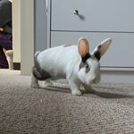 Meeko McFarland