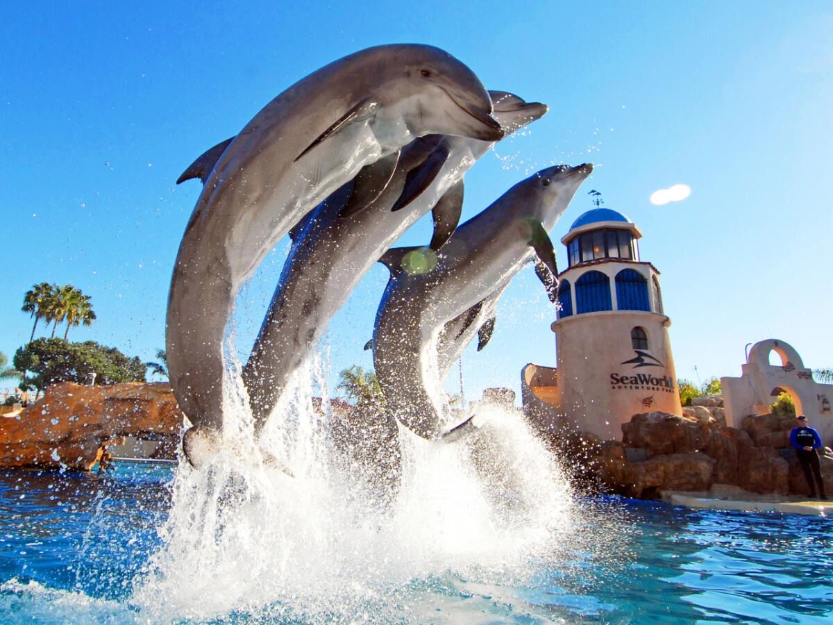 Picture of SeaWorld San Diego