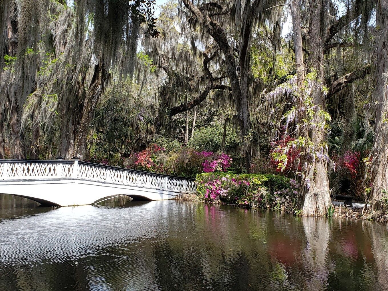 Picture of Magnolia Plantation and Gardens