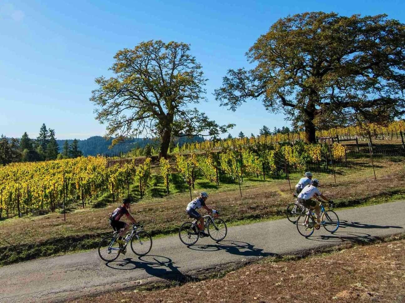 Picture of Lodi Cyclery