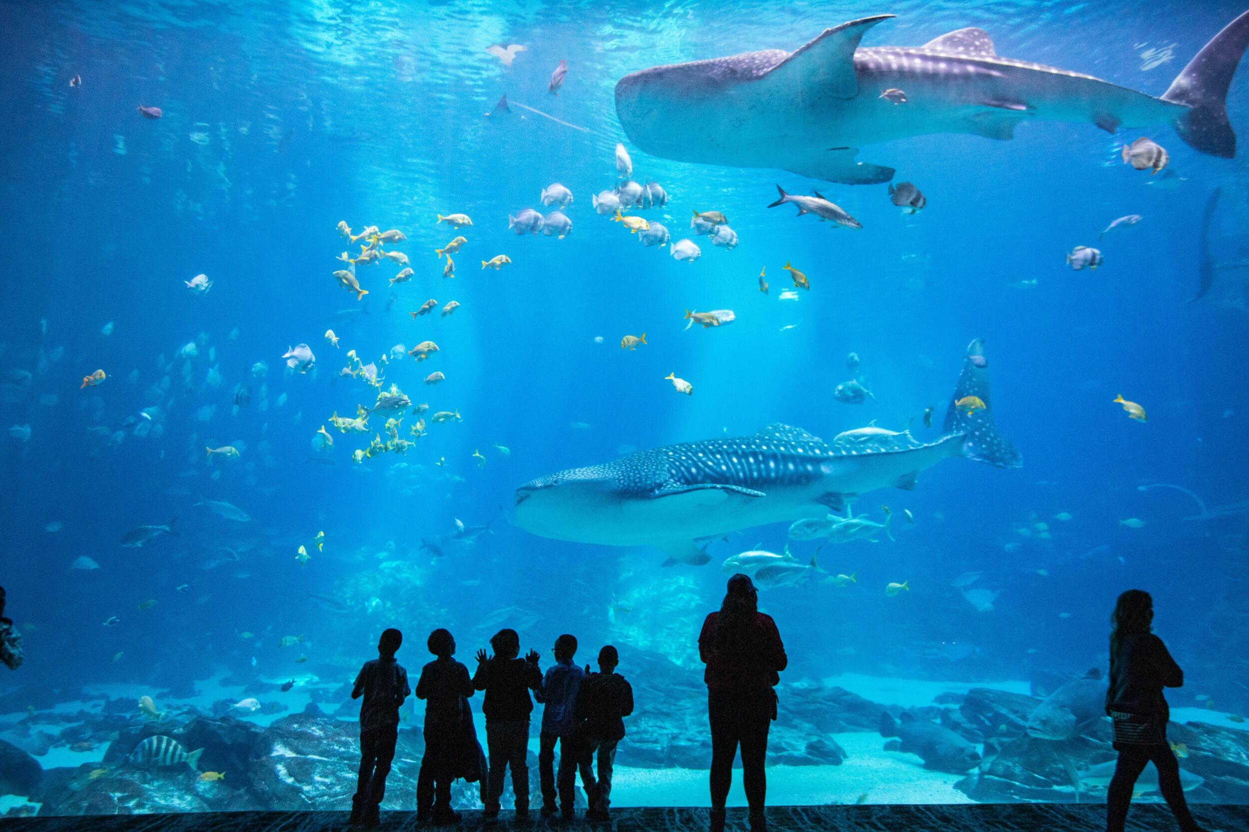 Picture of Georgia Aquarium