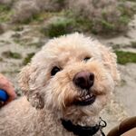 Finn