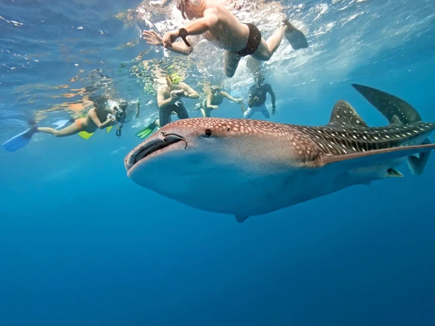 Picture of Whale Shark Tours Mexico