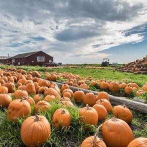 Picture of Pumpkin Patches, Cornmazes and Hayrides!