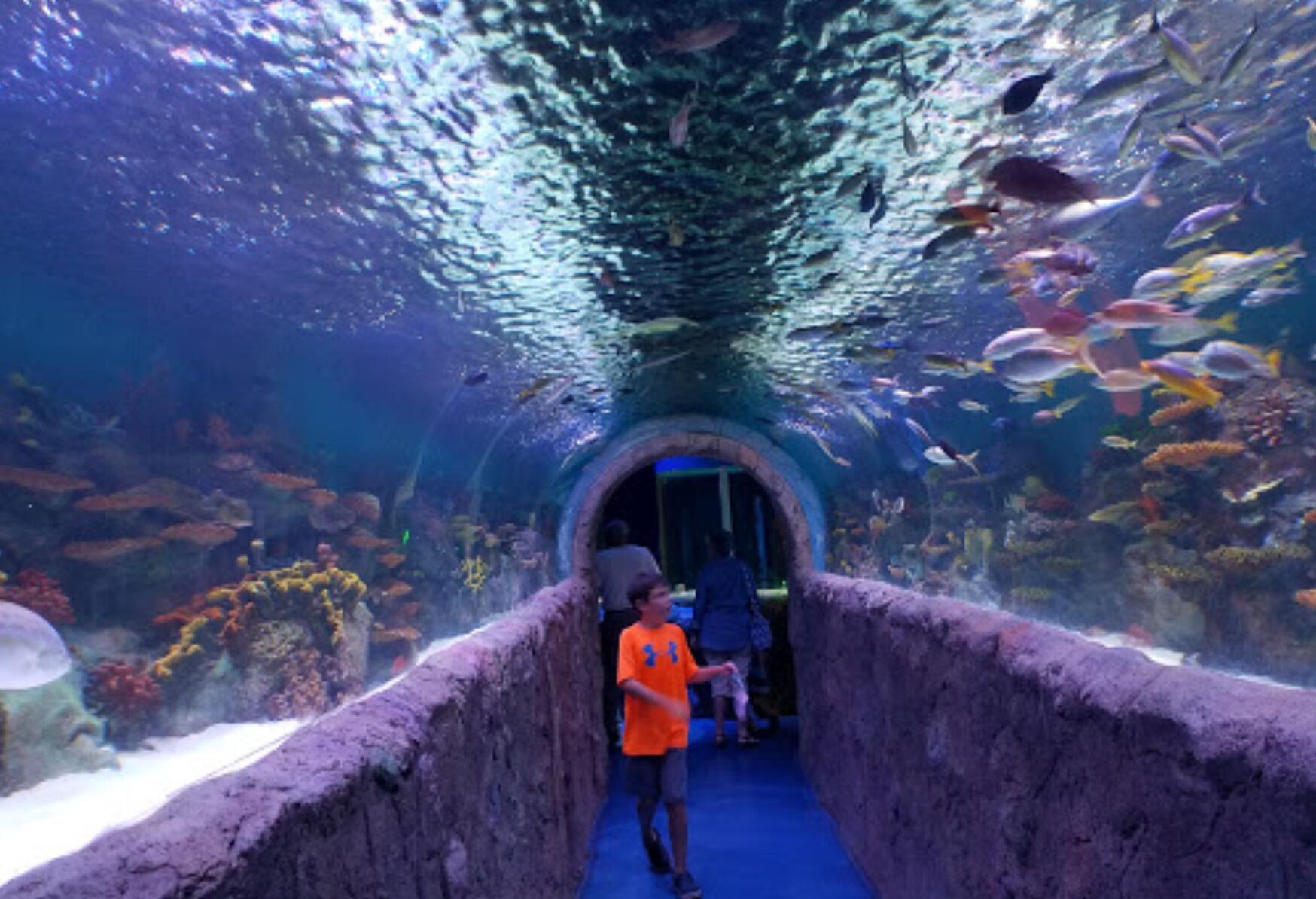 Picture of VIA Aquarium