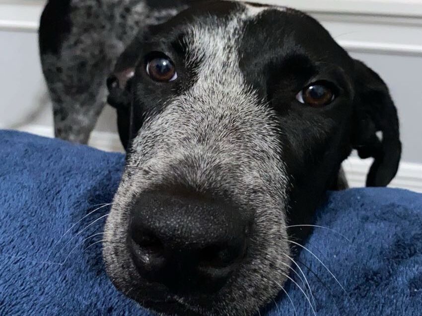 Picture of Blu