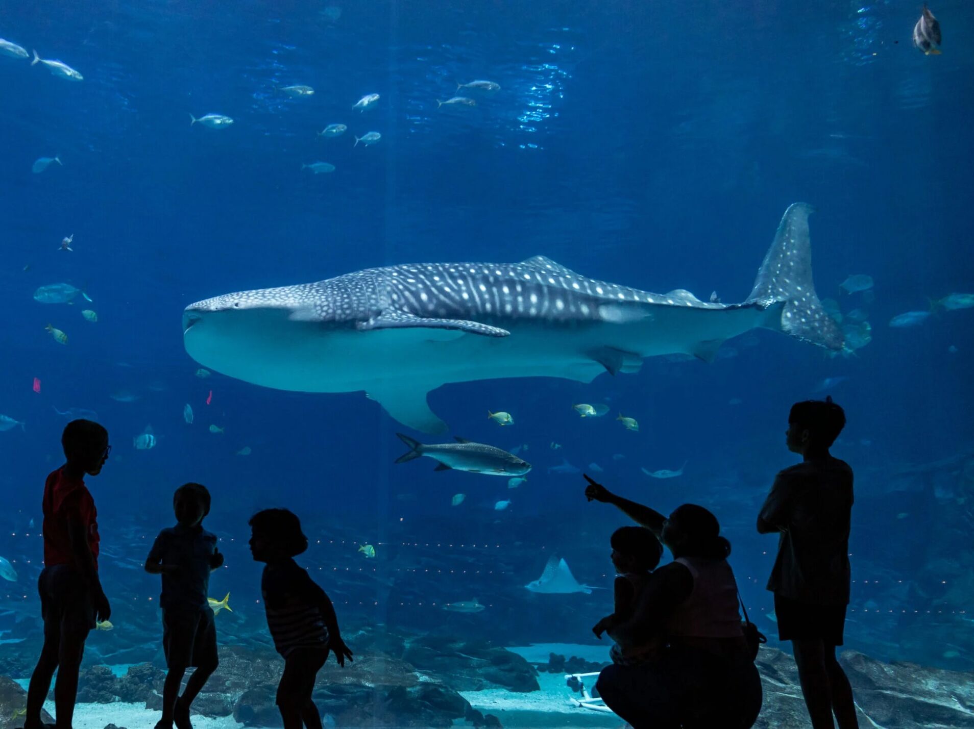 Picture of Georgia Aquarium