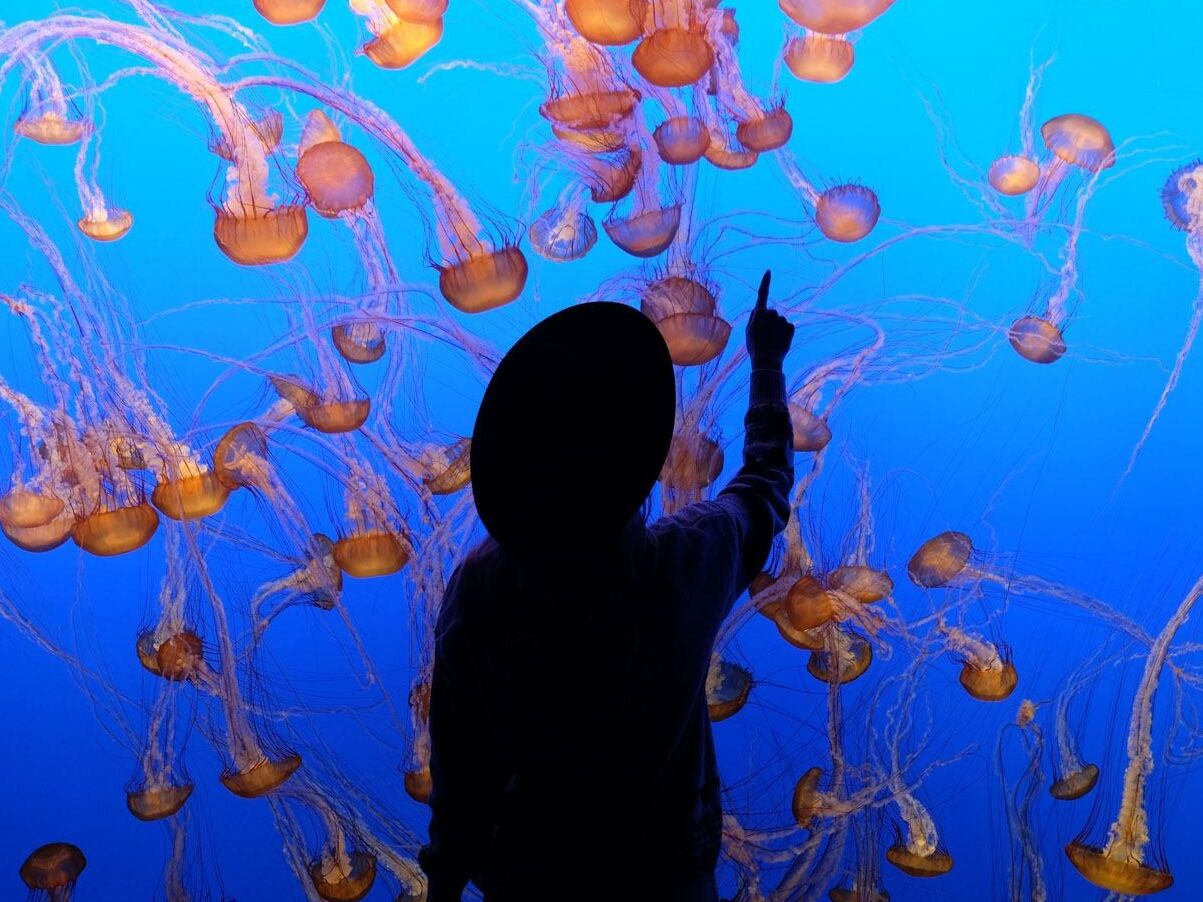 Picture of Monterey Bay Aquarium