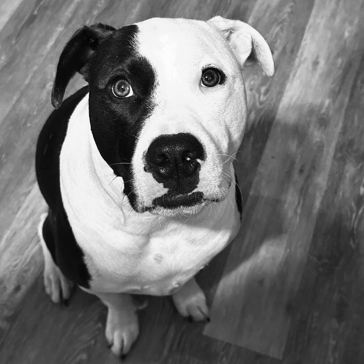 Hank